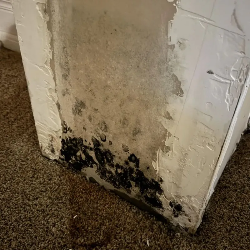 Professional Mold Removal in Canton, OH